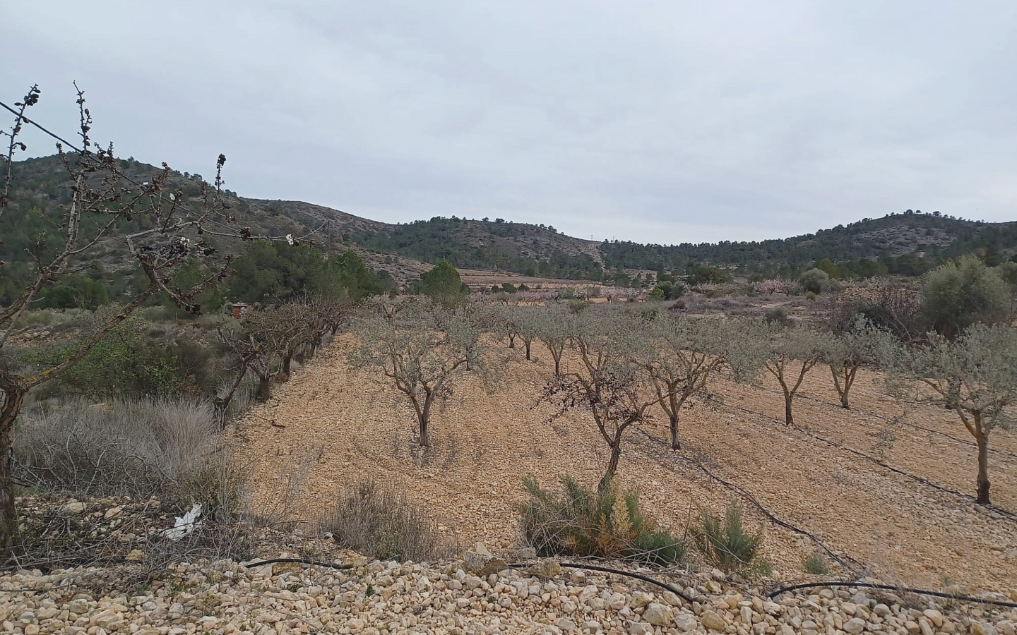 Land In La Romana, Spain (7.530 M² Plot)