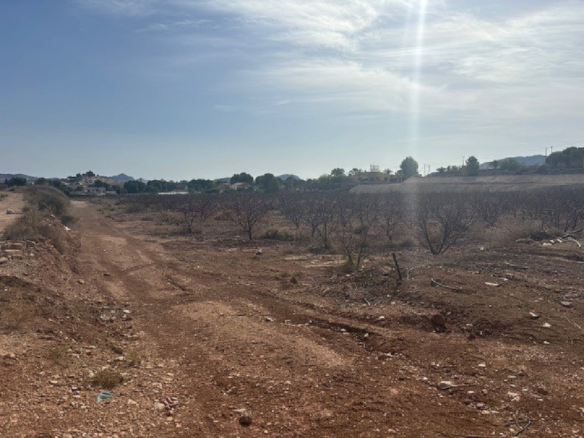 Land In Monovar, Spain (11.000 M² Plot)