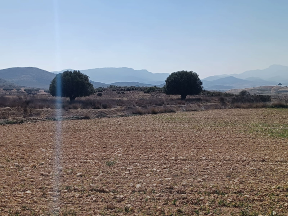 Land In Pinoso, Spain (27.000 M² Plot)