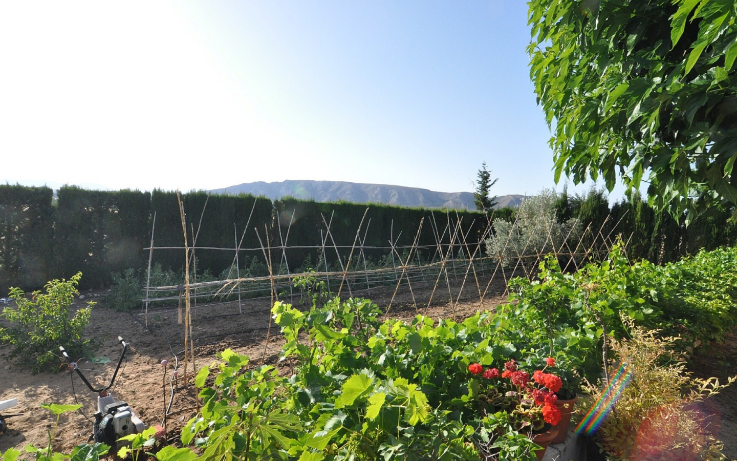 4-bedroom Detached Villa In Villena, Spain (500 M²)