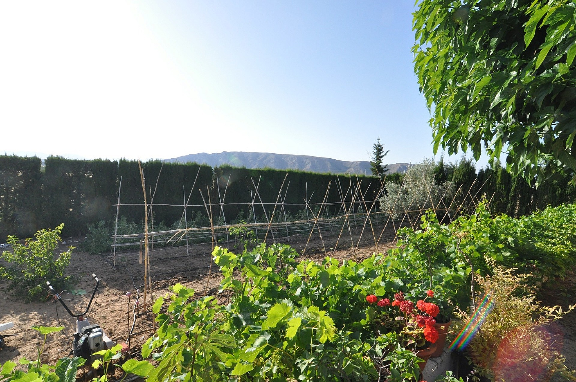 4-bedroom Detached Villa In Villena, Spain (500 M²)
