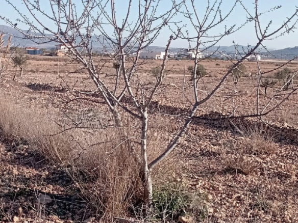 4-bedroom Finca In Pinoso, Spain (120 M²)