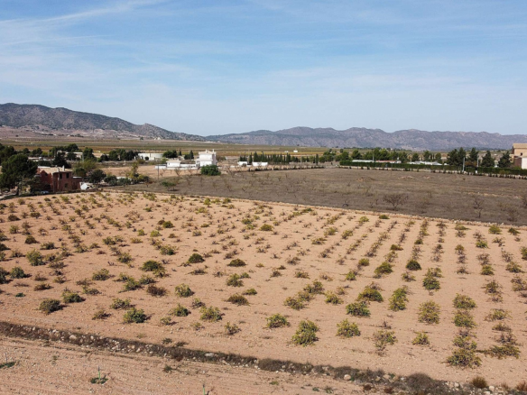 Land In Pinoso, Spain (10.000 M² Plot)