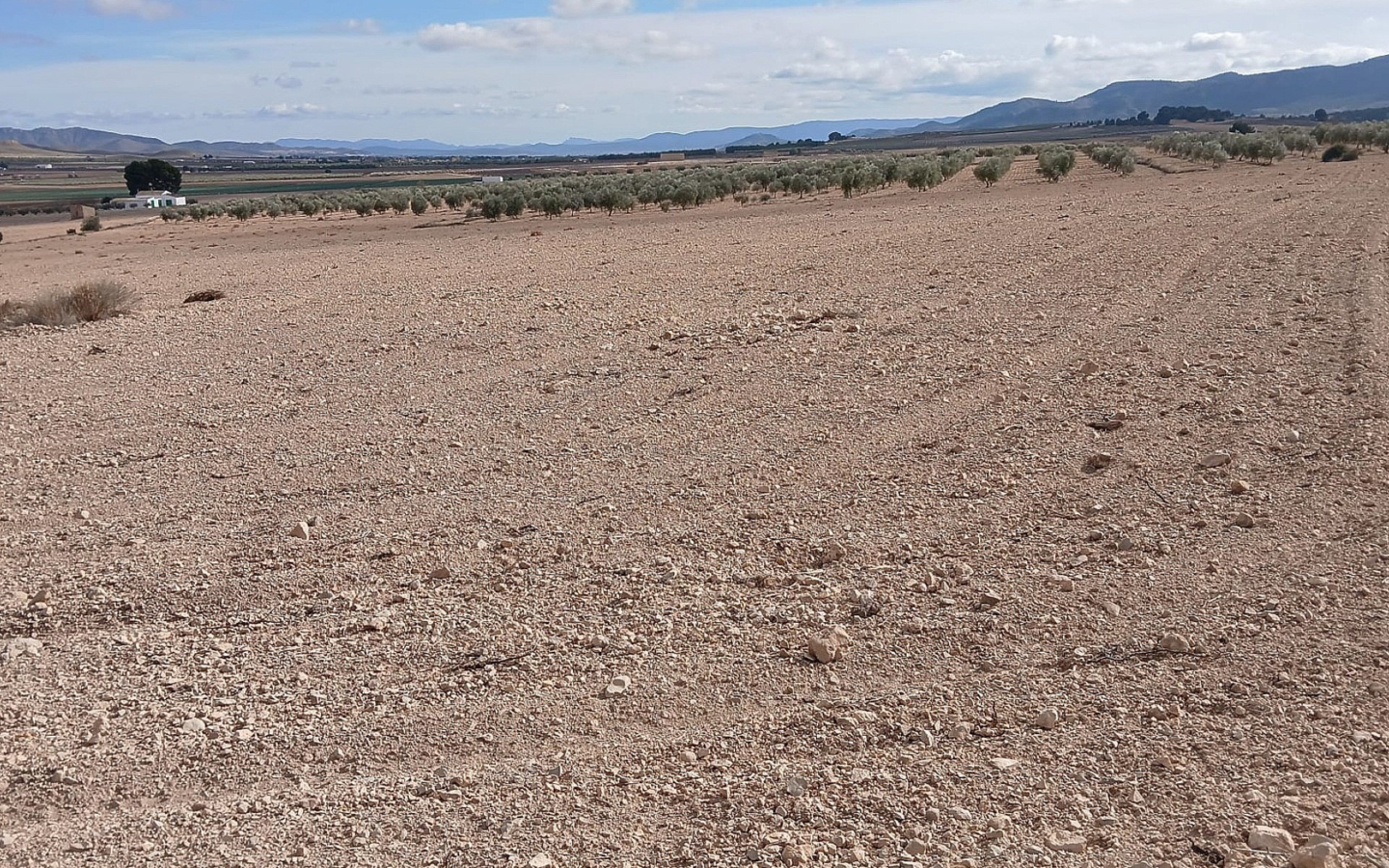 Land In Yecla, Spain (110.312 M² Plot)