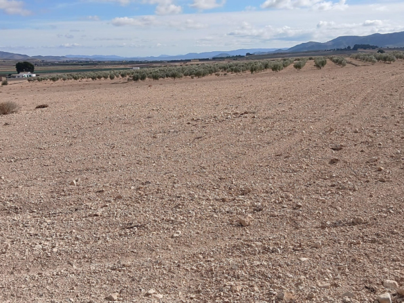 Land In Yecla, Spain (110.312 M² Plot)