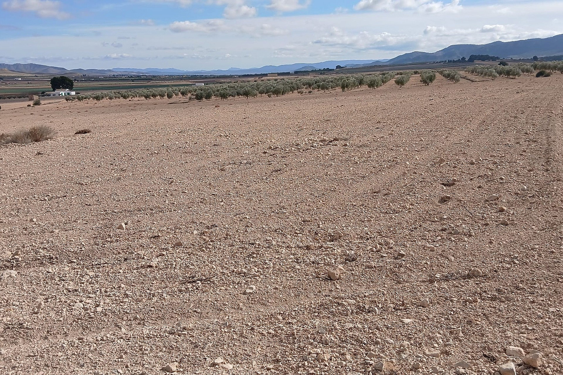 w_u7rb3yaficf0fdtz47ng-676589 Land In Yecla, Spain (110.312 M² Plot)
