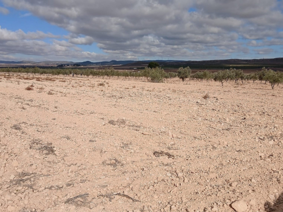 Land In Yecla, Spain (110.312 M² Plot)