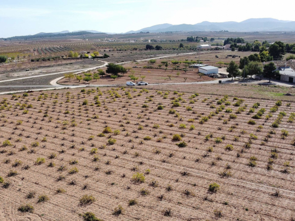 Land In Pinoso, Spain (10.000 M² Plot)