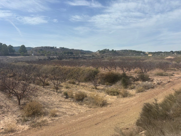 Land In Monovar, Spain (11.000 M² Plot)
