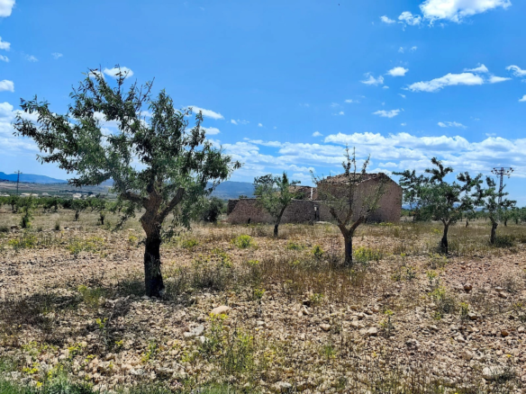 Land In Pinoso, Spain (10.000 M² Plot)