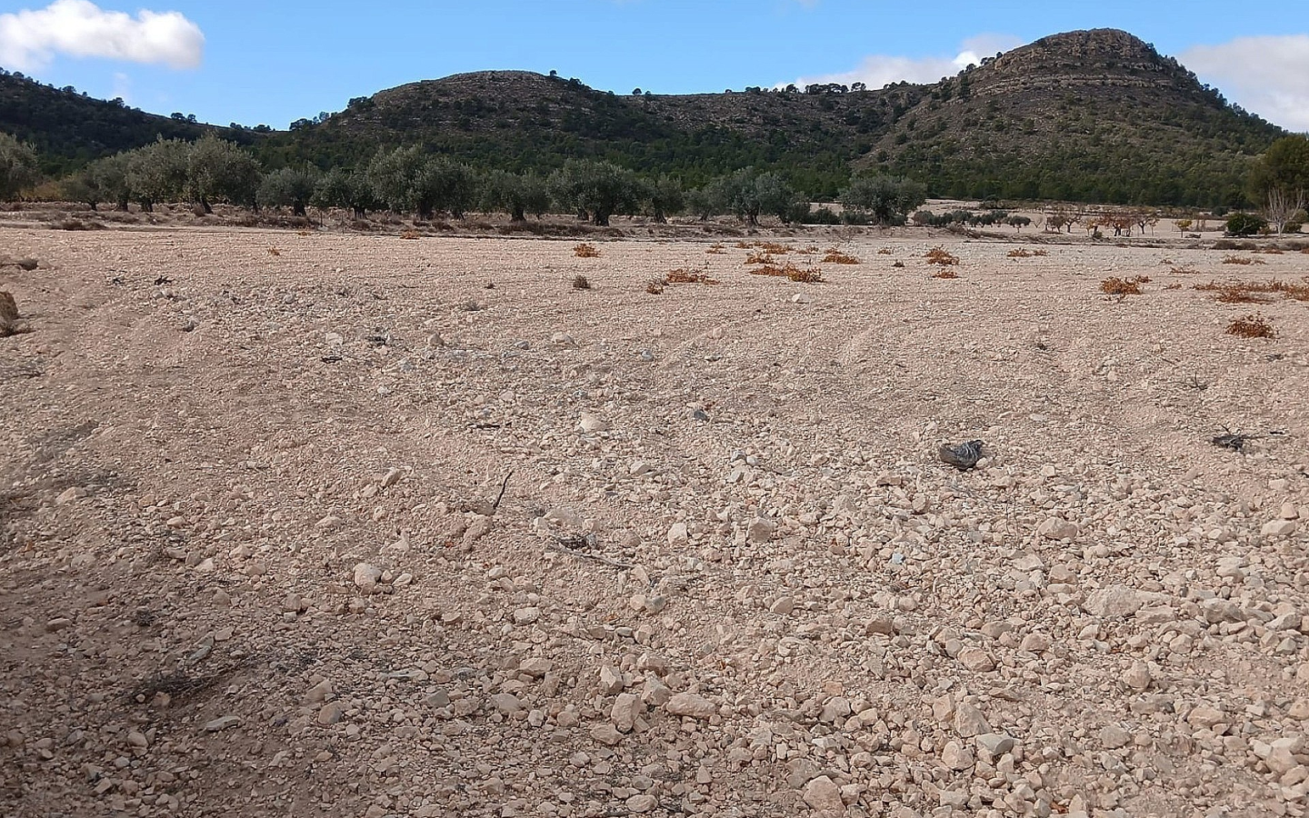 Land In Yecla, Spain (110.312 M² Plot)