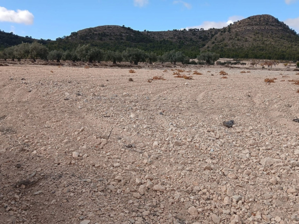 Land In Yecla, Spain (110.312 M² Plot)