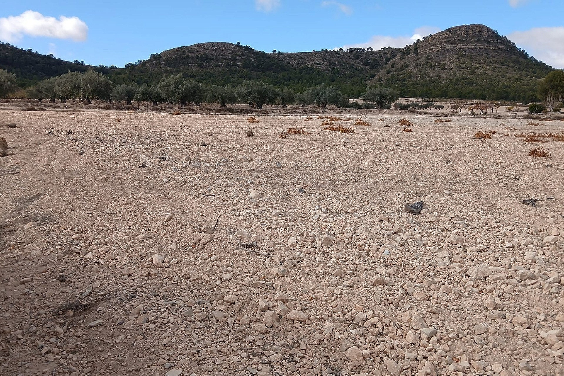 w_wqmjjgsochfic80fb7uz-626dce Land In Yecla, Spain (110.312 M² Plot)