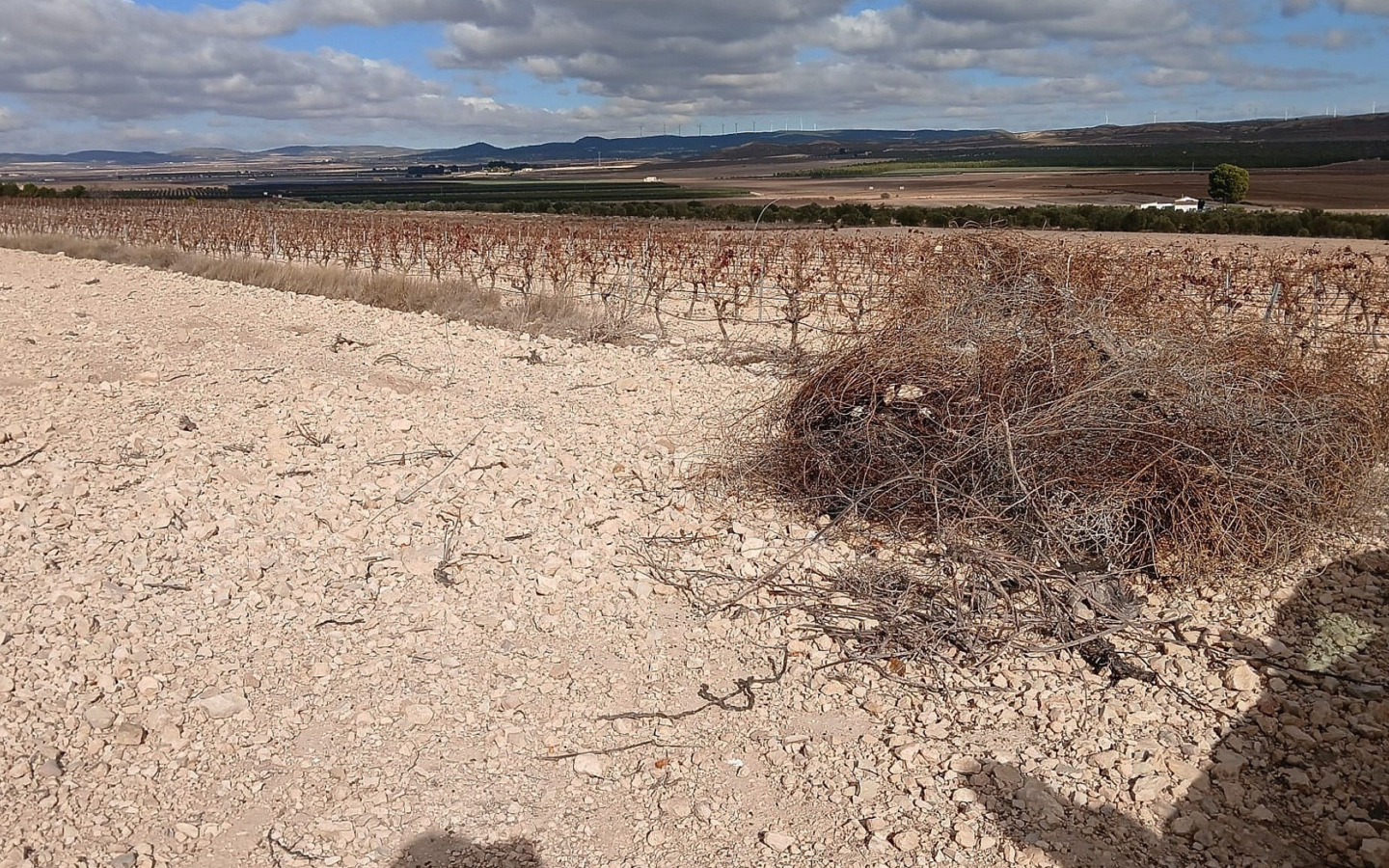 Land In Yecla, Spain (110.312 M² Plot)