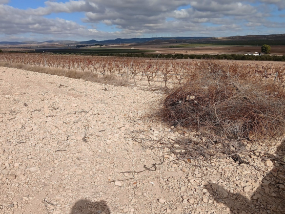 Land In Yecla, Spain (110.312 M² Plot)