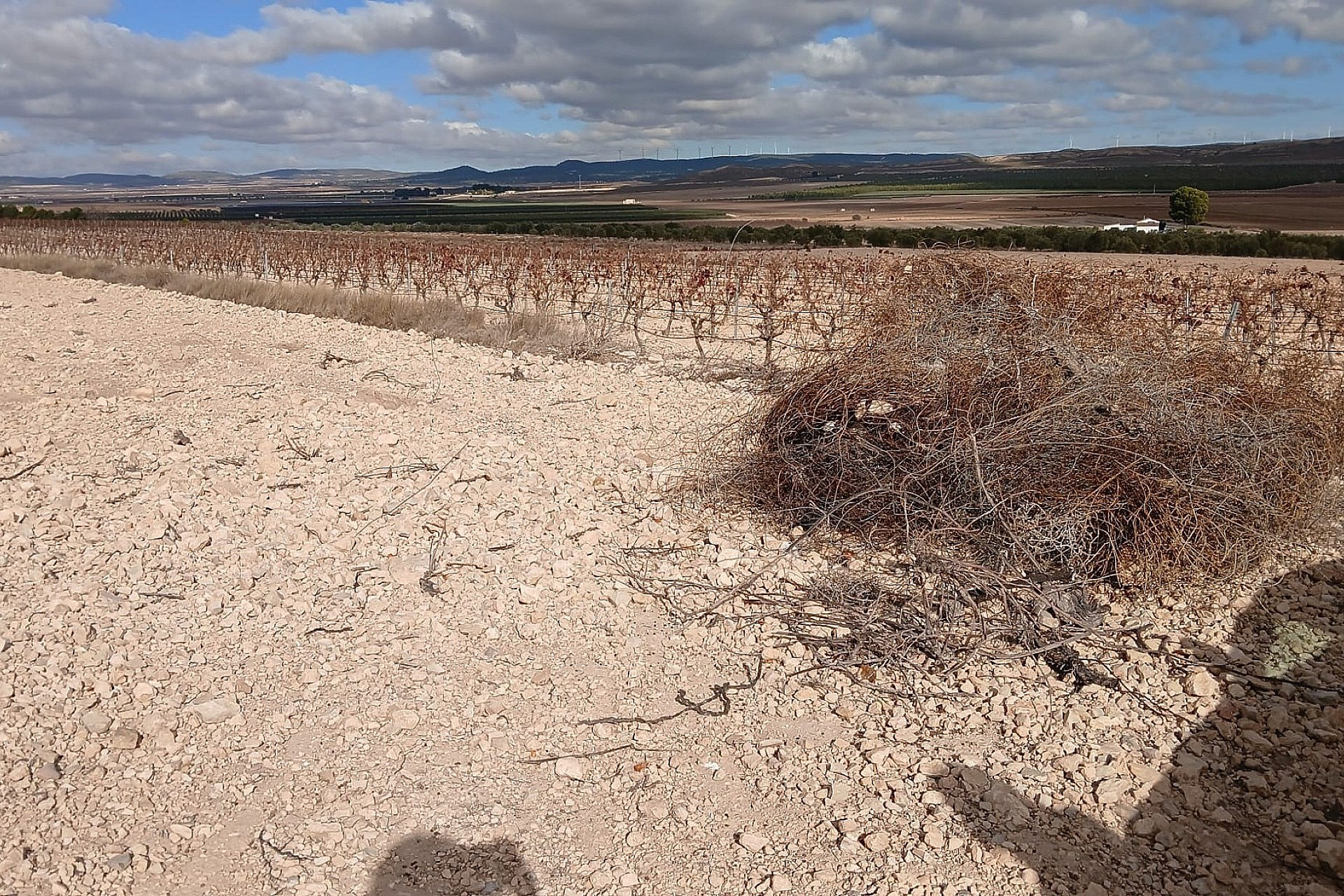 w_wtcjghc567uw2qj7jmn2-dea8e2 Land In Yecla, Spain (110.312 M² Plot)