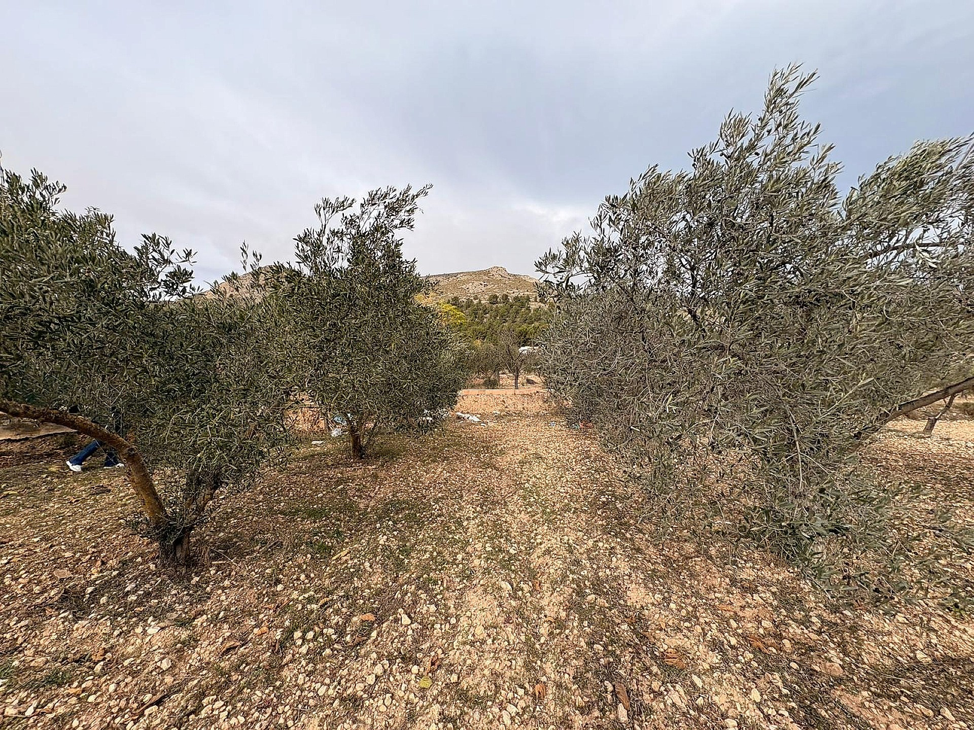 w_xaq7vrro3k8my8nuw0iu-f36a53 Land In Onil, Spain (8.700 M² Plot)
