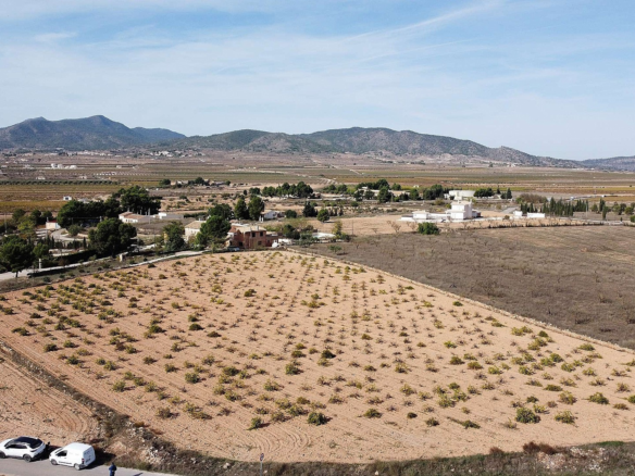 Land In Pinoso, Spain (10.000 M² Plot)
