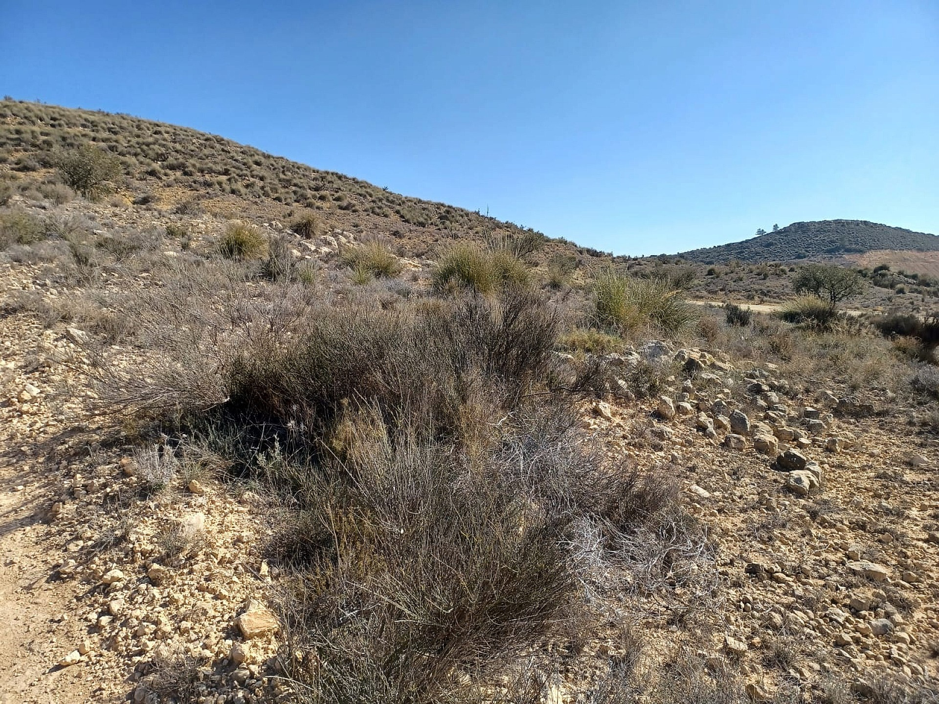 Land In Pinoso, Spain (27.000 M² Plot)
