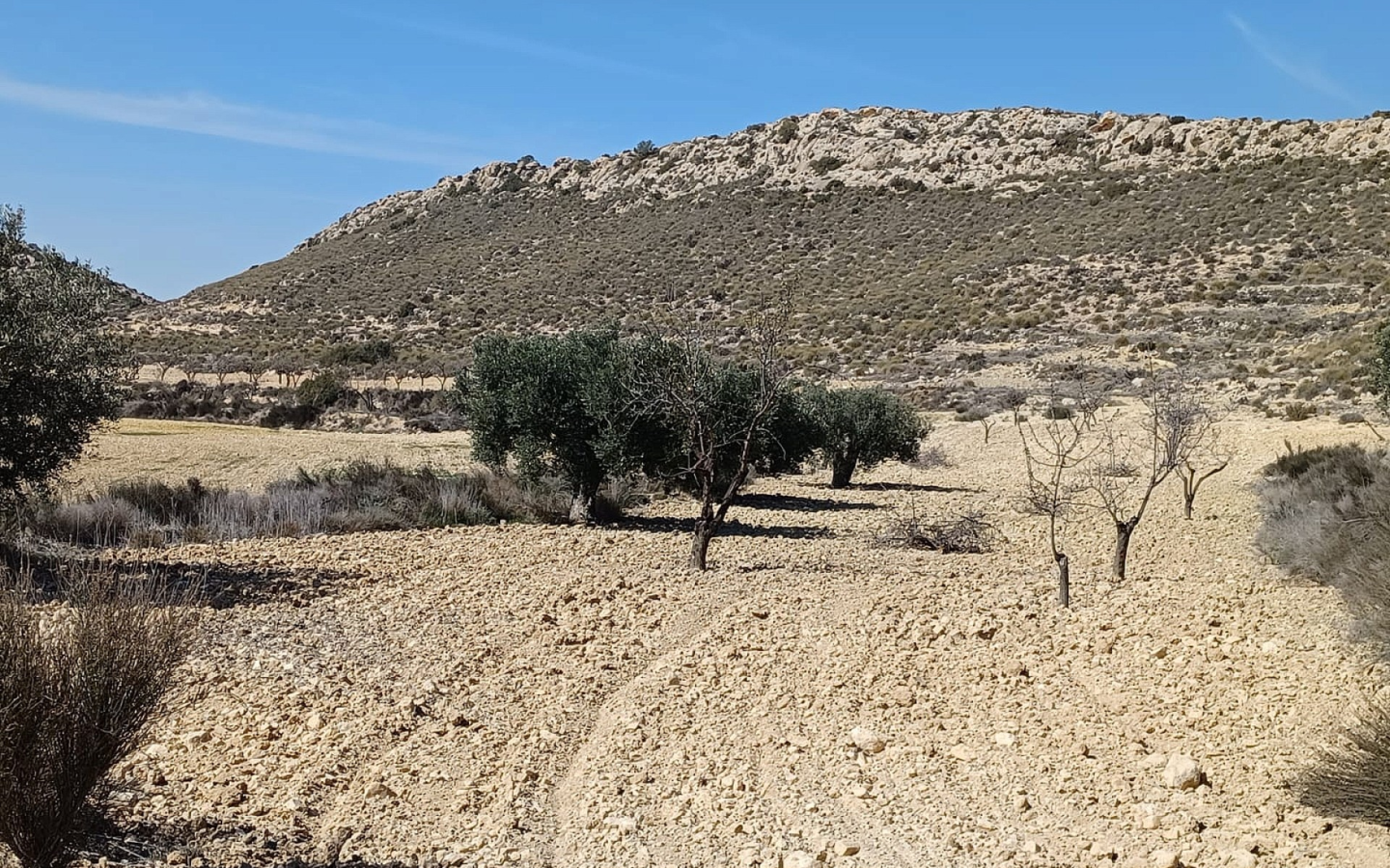 Land In Pinoso, Spain (27.000 M² Plot)