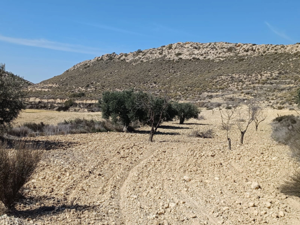 Land In Pinoso, Spain (27.000 M² Plot)