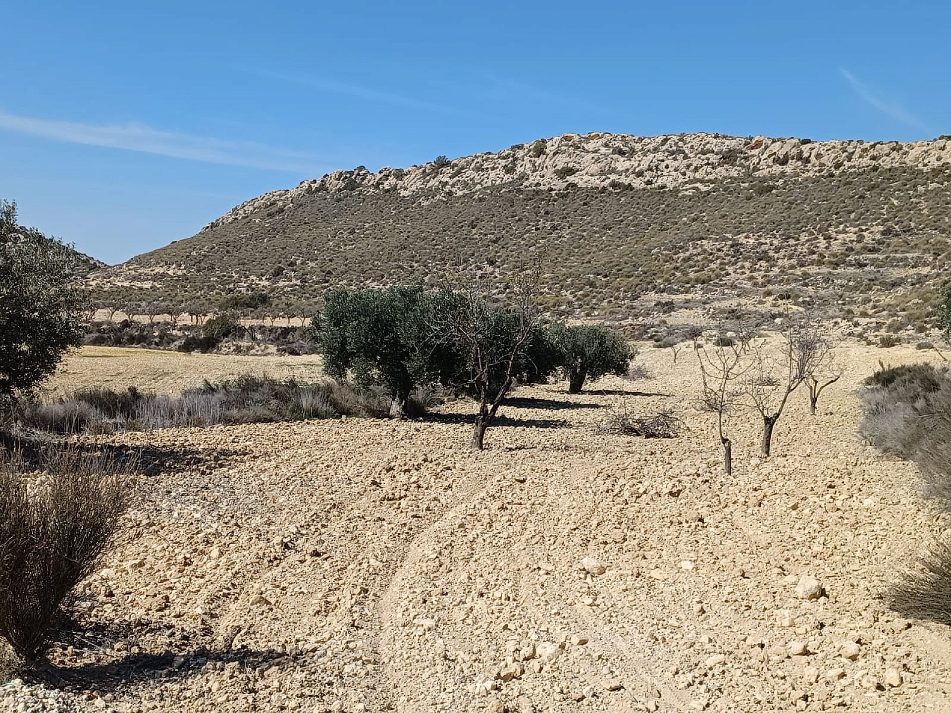 Land In Pinoso, Spain (27.000 M² Plot)