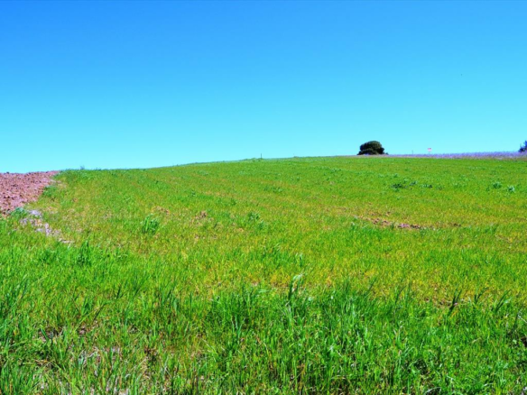 Land In Kassandra, Greece