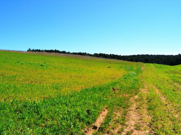 Land In Kassandra, Greece