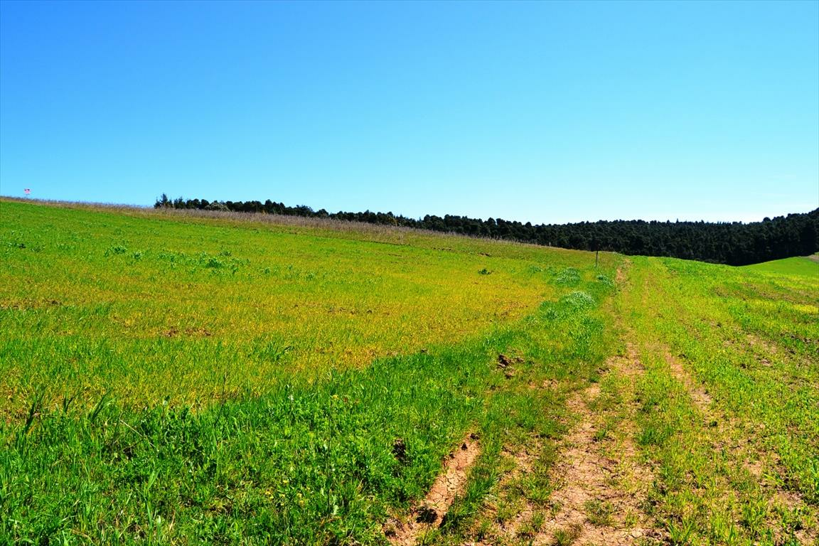 Land In Kassandra, Greece