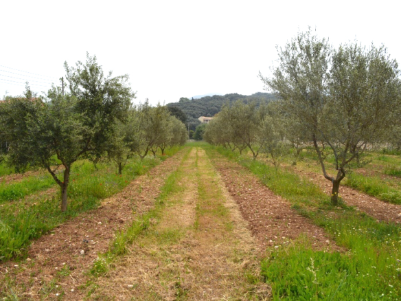 Land In Corfu, Greece