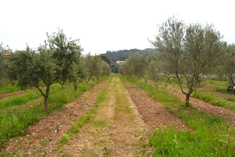 Land In Corfu, Greece