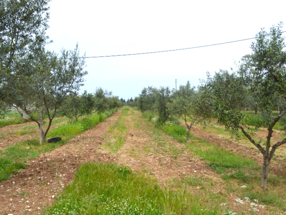 Land In Corfu, Greece