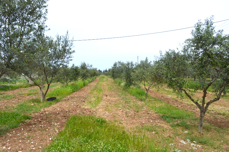 Land In Corfu, Greece