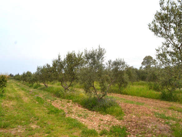 Land In Corfu, Greece
