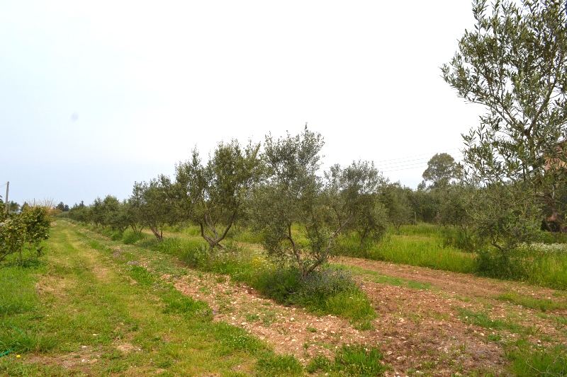 Land In Corfu, Greece