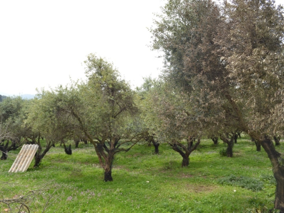 Land In Corfu, Greece