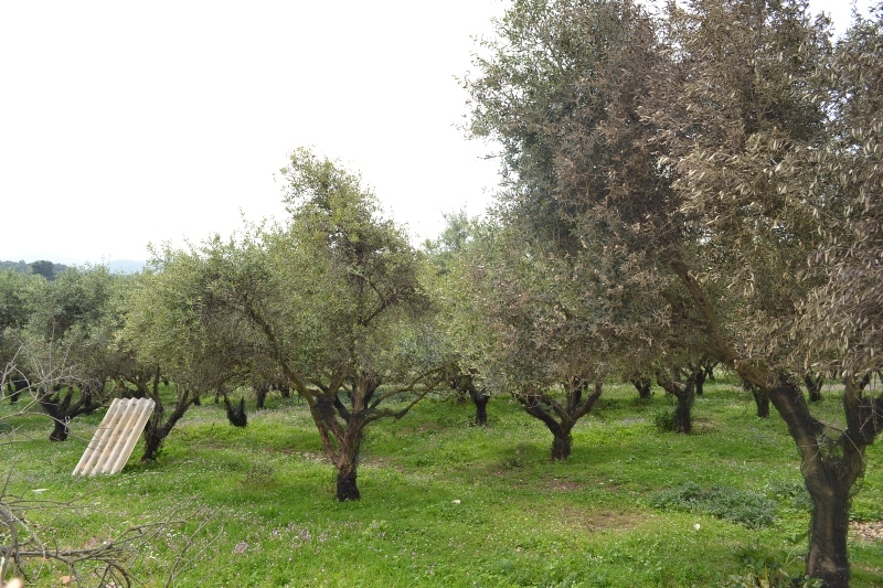 Land In Corfu, Greece