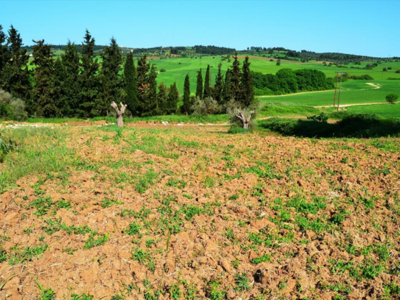 Land In Kassandra, Greece