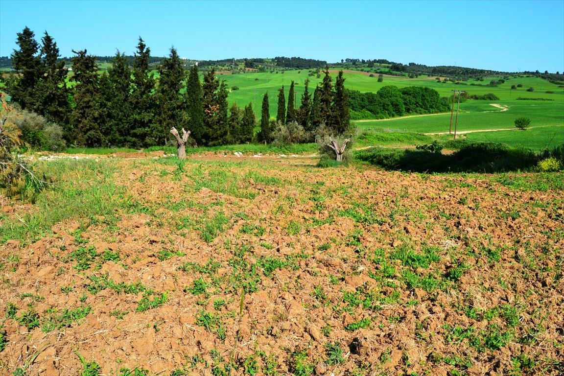 Land In Kassandra, Greece