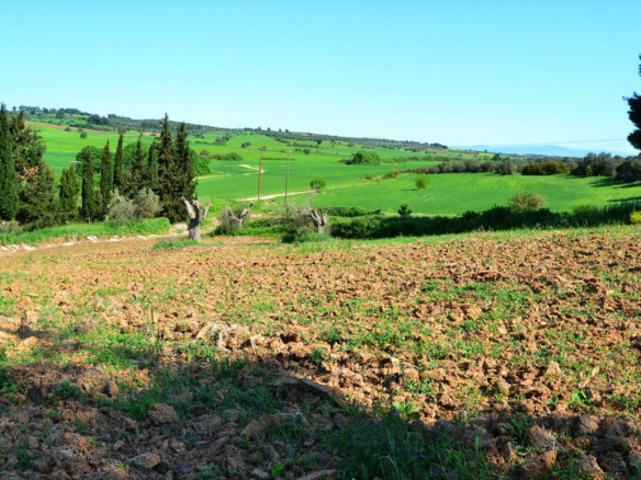 Land In Kassandra, Greece