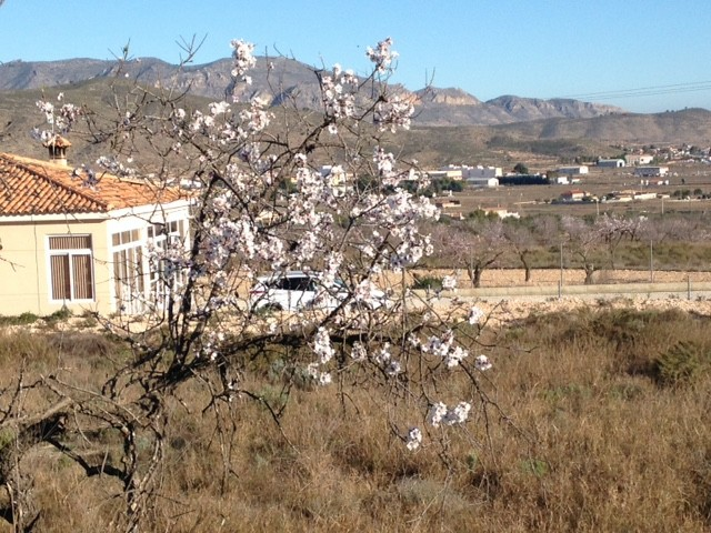 Land In Hondón De Los Frailes, Spain (5.971 M² Plot)