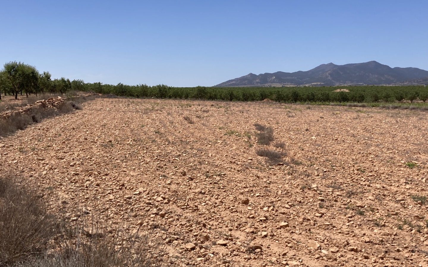 Land In Pinoso