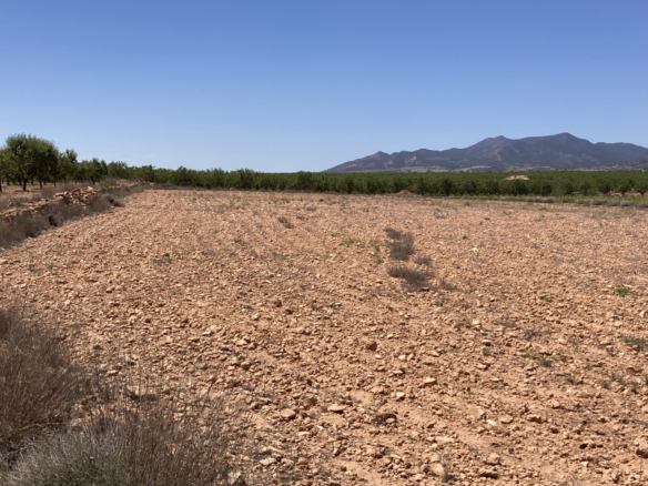 Land In Pinoso