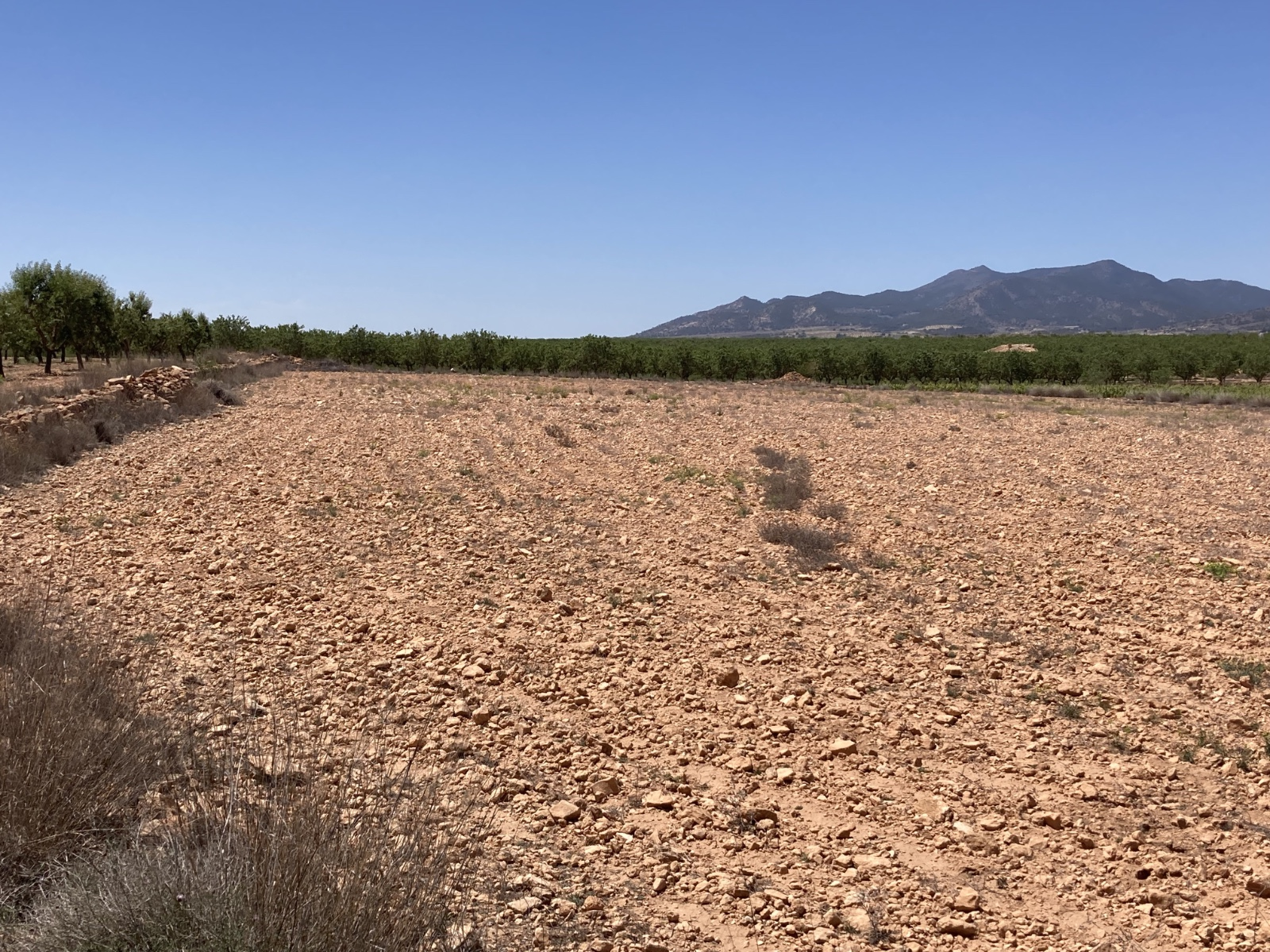 Land In Pinoso