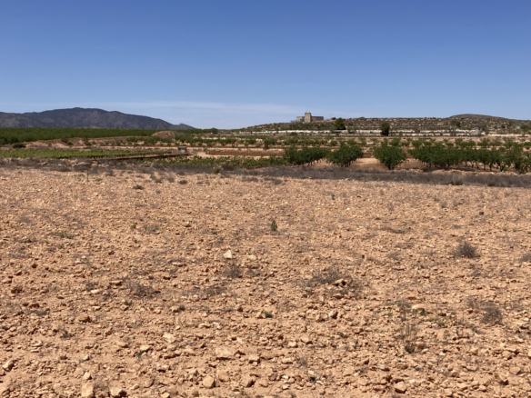 Land In Pinoso