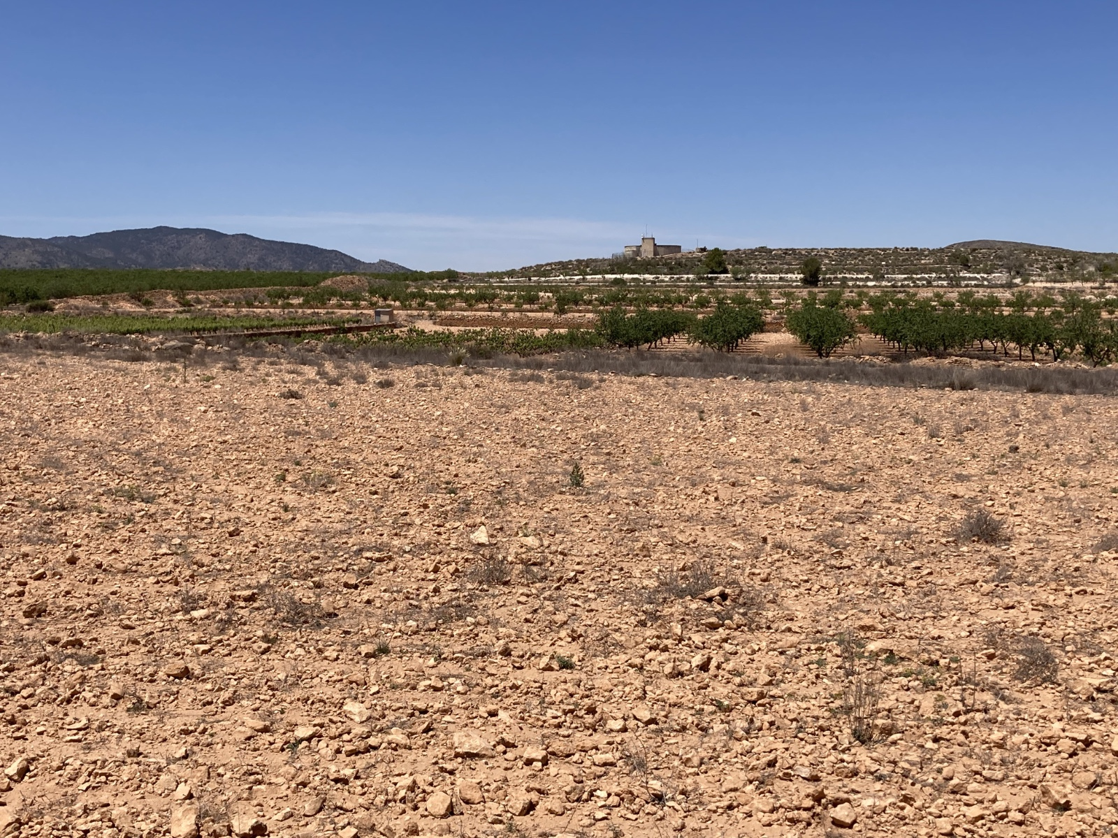 Land In Pinoso