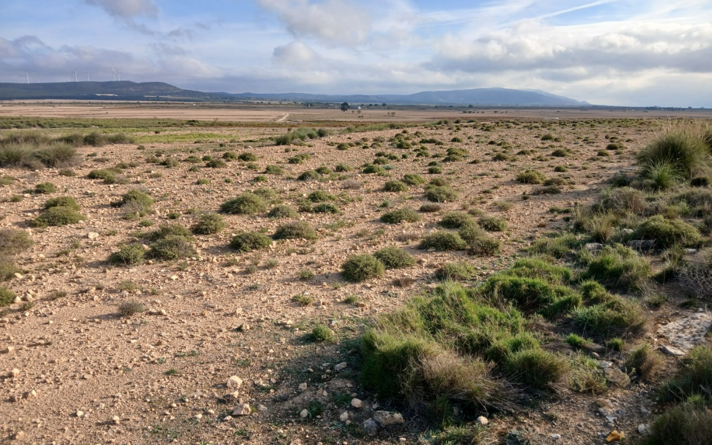 Land In Yecla, Spain (25.000 M² Plot)