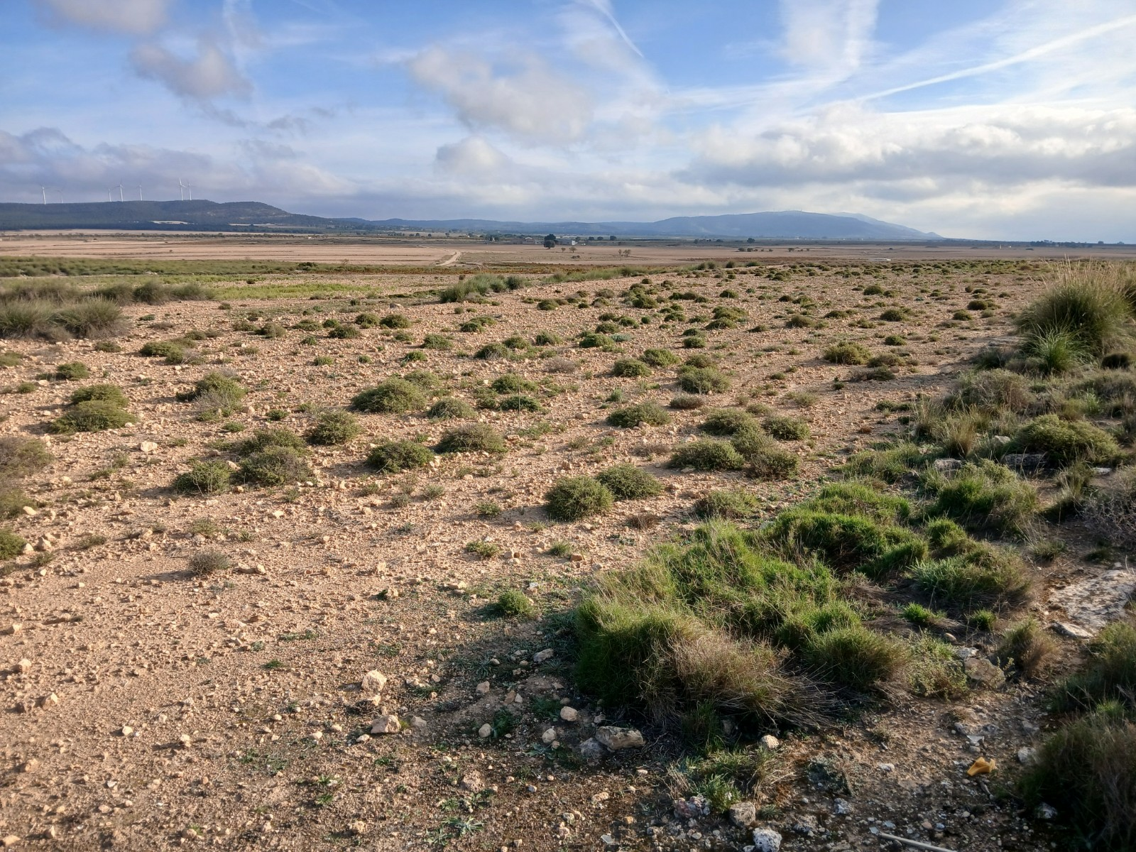 Land In Yecla, Spain (25.000 M² Plot)