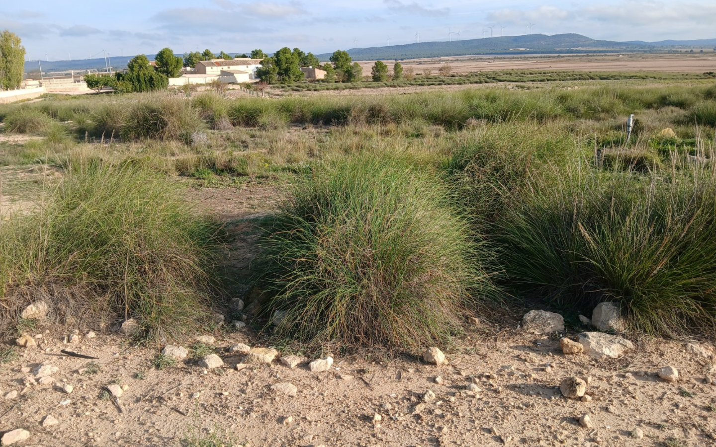 Land In Yecla, Spain (25.000 M² Plot)