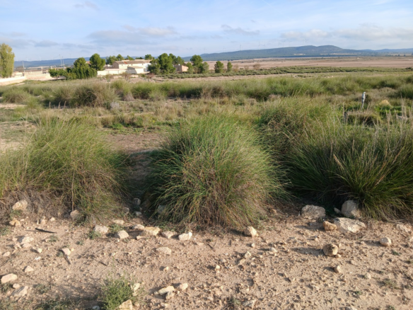 Land In Yecla, Spain (25.000 M² Plot)